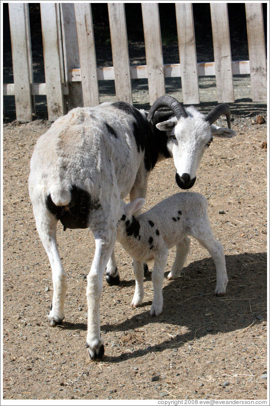 Mother and baby sheep on the grounds of Old Faithful Geyser of California.
