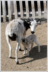 Mother and baby sheep on the grounds of Old Faithful Geyser of California.