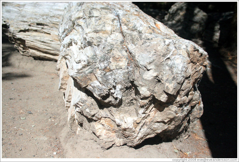 Three million-year old petrified log.  The Petrified Forest.