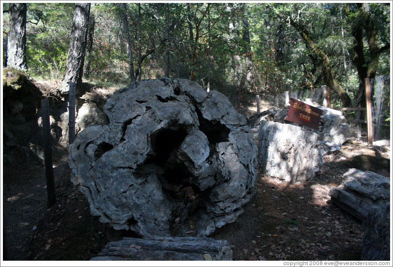 Robert Louis Stevenson Tree.  Three million-year old petrified log.  The Petrified Forest.