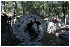 Robert Louis Stevenson Tree.  Three million-year old petrified log.  The Petrified Forest.