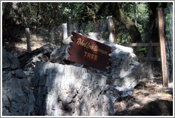 Robert Louis Stevenson Tree.  Three million-year old petrified log.  The Petrified Forest.