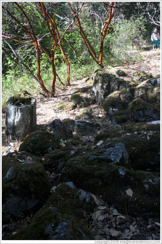 Three million-year old petrified wood pile.  The Petrified Forest.