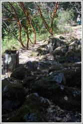 Three million-year old petrified wood pile.  The Petrified Forest.
