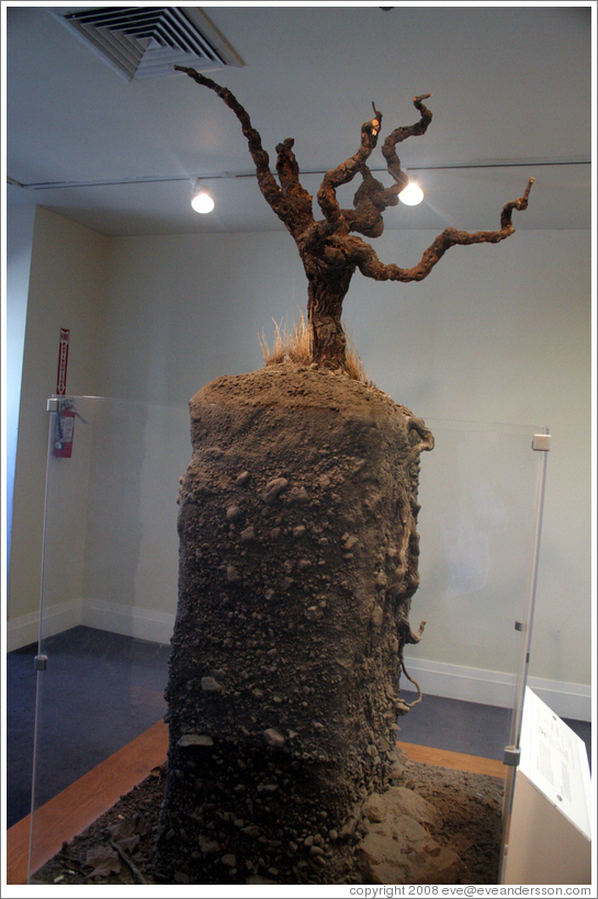 Display of depth of vine rootstock.  St. Sup&eacute;ry Winery.