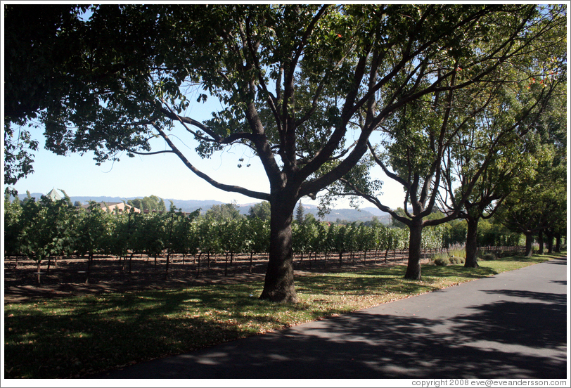 Vines and trees.  St. Sup&eacute;ry Winery.