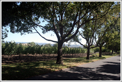 Vines and trees.  St. Sup&eacute;ry Winery.