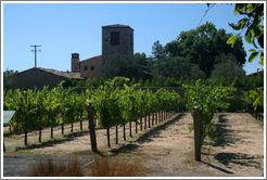 Vines.  St. Sup&eacute;ry Winery.