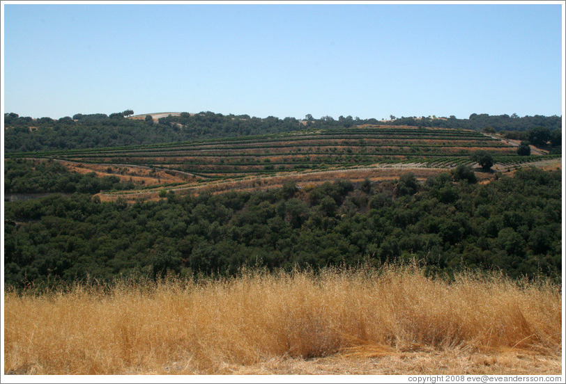 View.  Calcareous Vineyard.