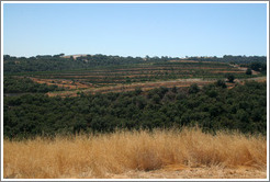 View.  Calcareous Vineyard.