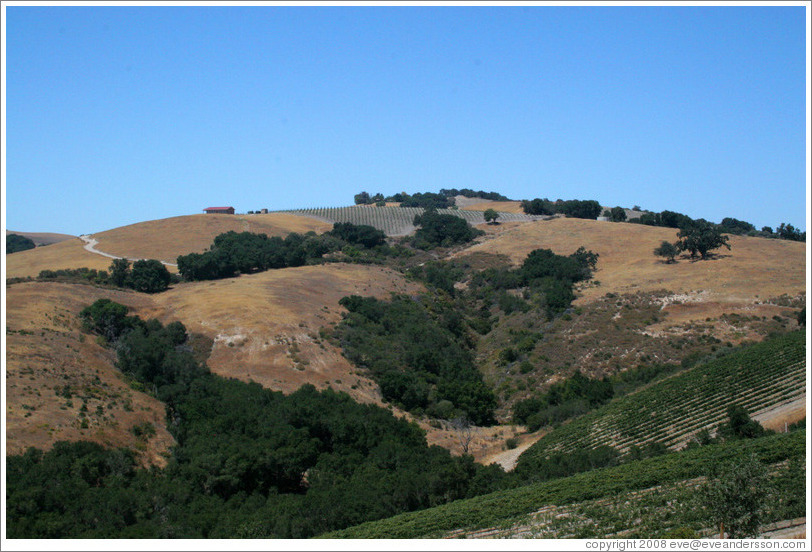 View.  Calcareous Vineyard.