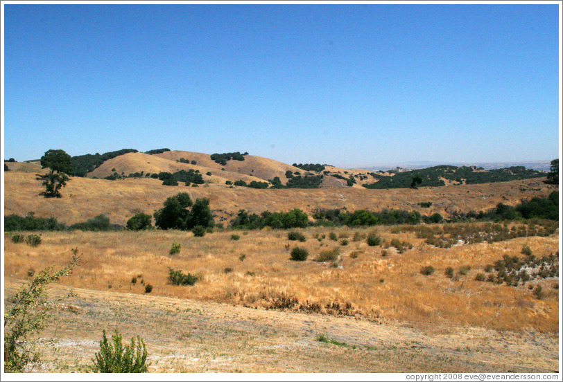 View.  Calcareous Vineyard.