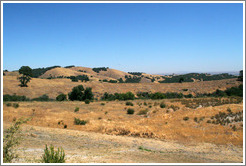 View.  Calcareous Vineyard.