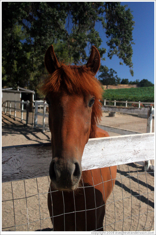 Friendly brown horse.  Carmody McKnight Estate.