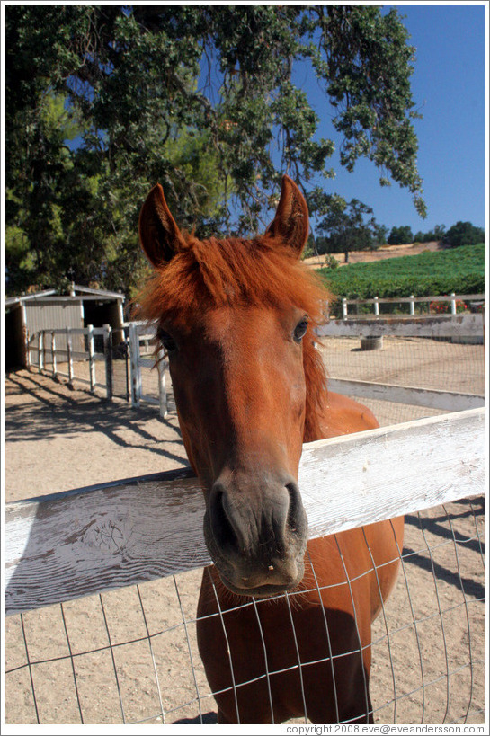 Friendly brown horse.  Carmody McKnight Estate.