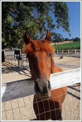 Friendly brown horse.  Carmody McKnight Estate.