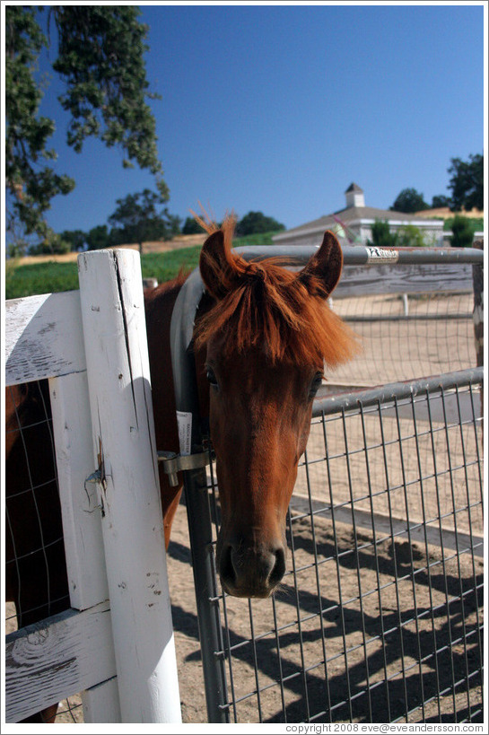 Friendly brown horse.  Carmody McKnight Estate.