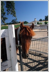 Friendly brown horse.  Carmody McKnight Estate.