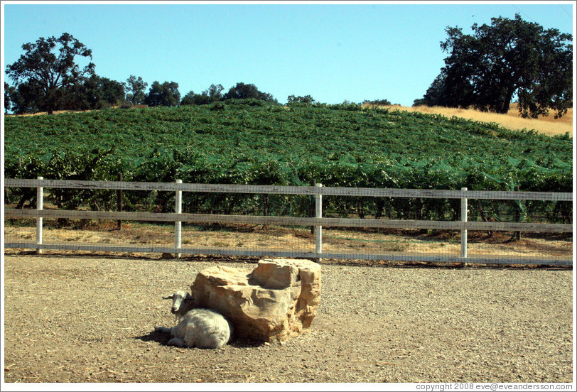 Lamb and vineyard.  Carmody McKnight Estate.