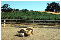 Lamb and vineyard.  Carmody McKnight Estate.