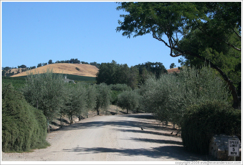 Olive tree-lined driveway.  Carmody McKnight Estate.