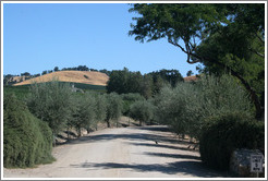 Olive tree-lined driveway.  Carmody McKnight Estate.