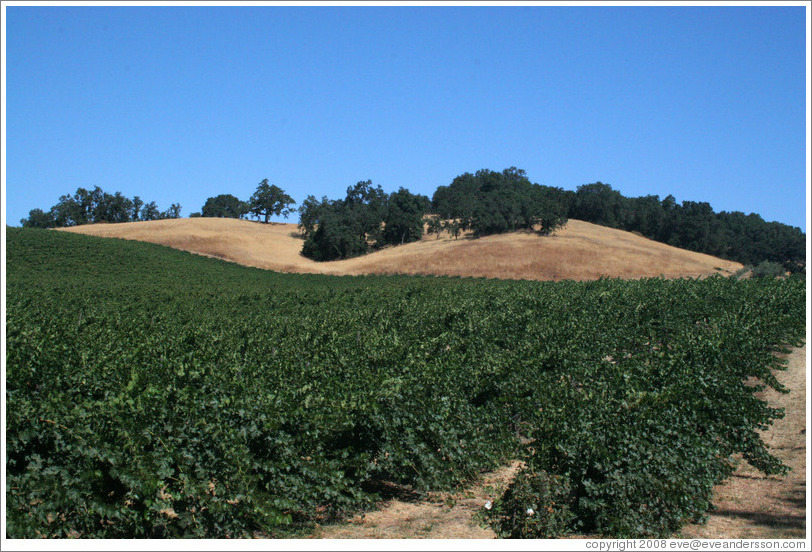 Vineyard and hills.  Carmody McKnight Estate.