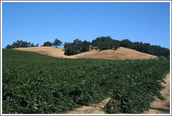 Vineyard and hills.  Carmody McKnight Estate.