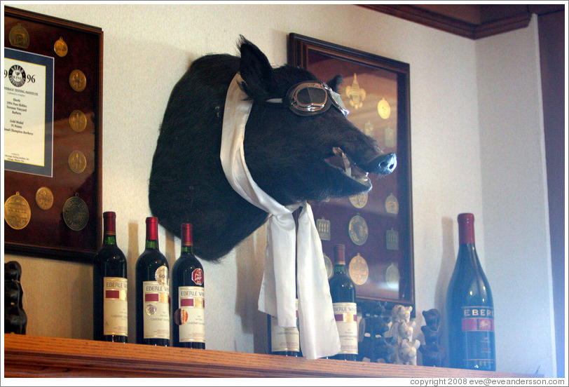 Boar's head.  Eberle Winery.