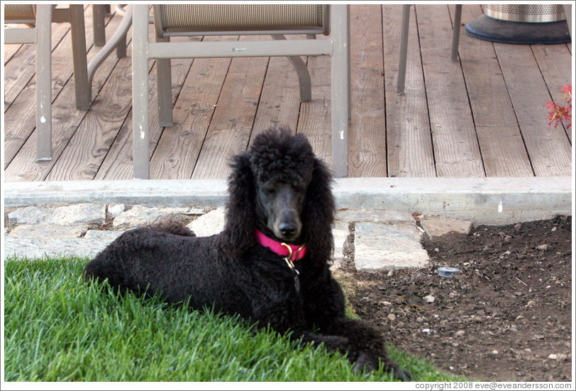 Poodle named Cabernet.  Eberle Winery.