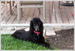 Poodle named Cabernet.  Eberle Winery.