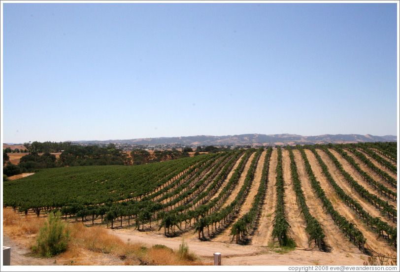 Vineyard.  Eberle Winery.