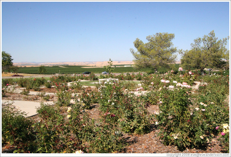 Rose garden.  EOS Estate Winery.