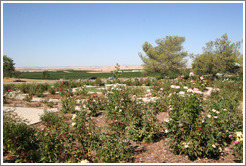 Rose garden.  EOS Estate Winery.