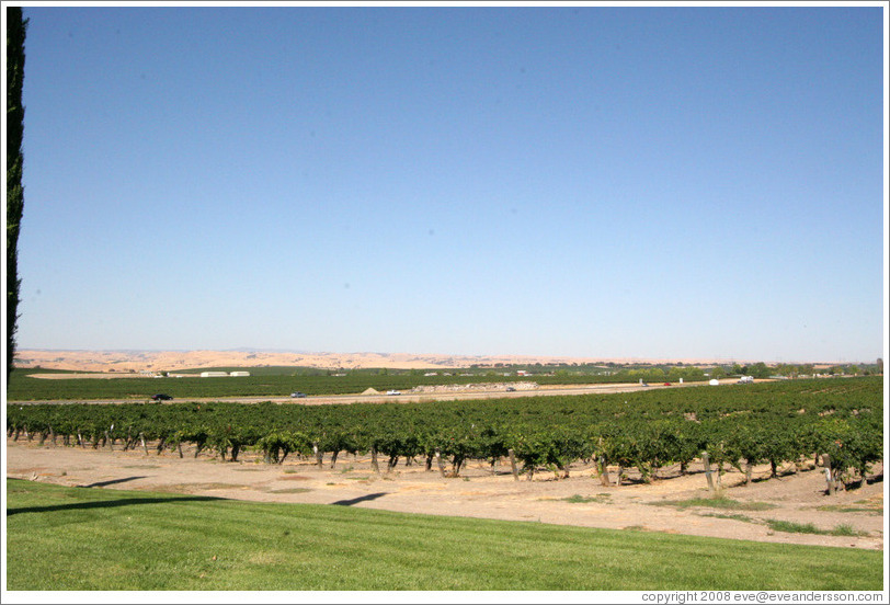 Vineyard.  EOS Estate Winery.