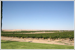 Vineyard.  EOS Estate Winery.