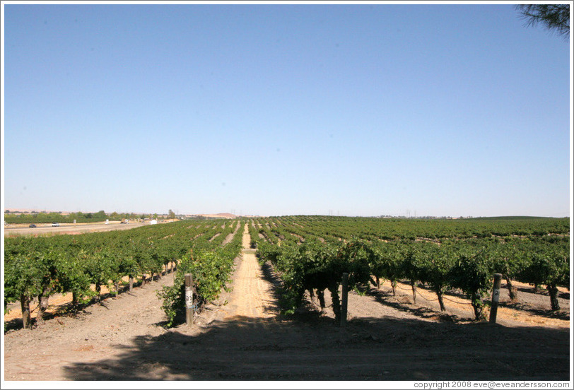 Vineyard.  EOS Estate Winery.