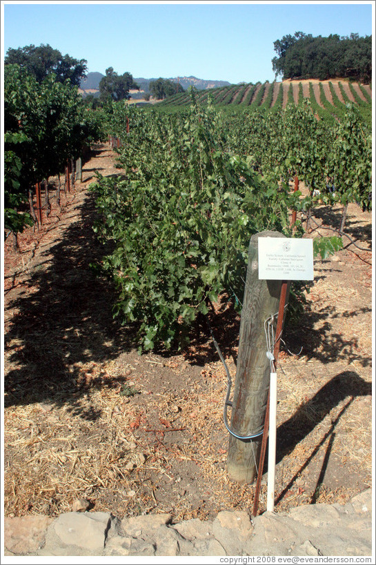 California Sprawl trellis system.  Cabernet Sauvignon Clone 8.  Justin Vineyards and Winery.