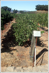 California Sprawl trellis system.  Cabernet Sauvignon Clone 8.  Justin Vineyards and Winery.