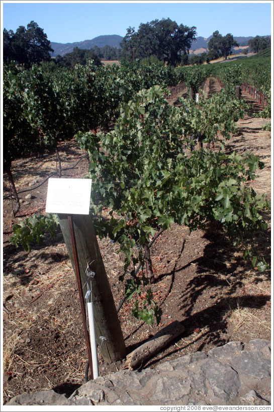 Double Guyot trellis system.  Cabernet Sauvignon Clone 8.  Justin Vineyards and Winery.