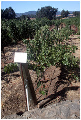 Double Guyot trellis system.  Cabernet Sauvignon Clone 8.  Justin Vineyards and Winery.