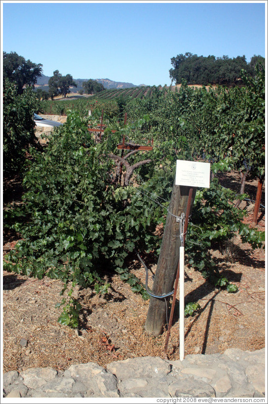 Geneva Double Curtain trellis system.  Cabernet Sauvignon Clone 8.  Justin Vineyards and Winery.