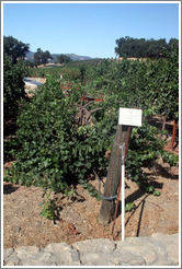 Geneva Double Curtain trellis system.  Cabernet Sauvignon Clone 8.  Justin Vineyards and Winery.