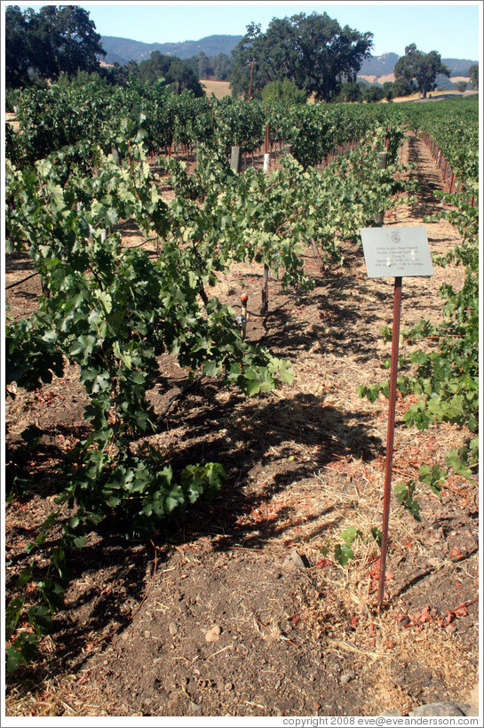 Head Trained trellis system (or lack thereof).  Cabernet Sauvignon Clone 8.  Justin Vineyards and Winery.