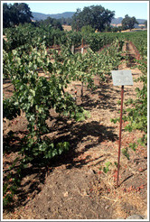 Head Trained trellis system (or lack thereof).  Cabernet Sauvignon Clone 8.  Justin Vineyards and Winery.