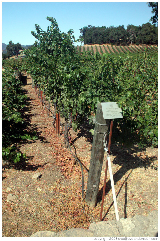 Sass Branco Sunburn Barrier IV trellis system.  Cabernet Sauvignon Clone 8.  Justin Vineyards and Winery.