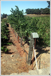 Sass Branco Sunburn Barrier IV trellis system.  Cabernet Sauvignon Clone 8.  Justin Vineyards and Winery.