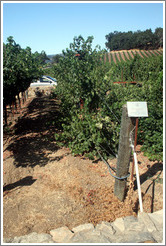 Scott Henry trellis system.  Cabernet Sauvignon Clone 8.  Justin Vineyards and Winery.