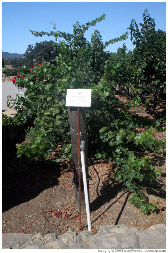 Smart Dyson trellis system.  Cabernet Sauvignon Clone 8.  Justin Vineyards and Winery.