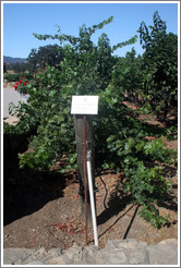 Smart Dyson trellis system.  Cabernet Sauvignon Clone 8.  Justin Vineyards and Winery.